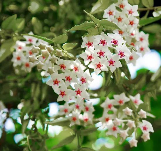 Hoya-Erde Substrat 10L Spezielle Erde für Wachsblumen zur Umpflanzung und Kultivierung