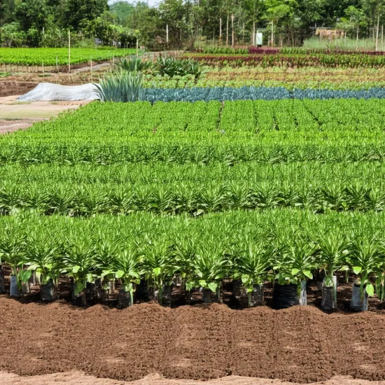 Bogenhanf Substrat - Sansevieria Erde 10 Liter zum Umtopfen, Einpflanzen und Umpflanzen