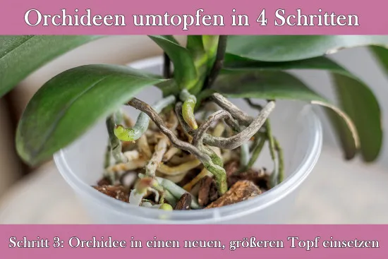 5 Stück Orchideentopf transparent, Ø 11,4 cm