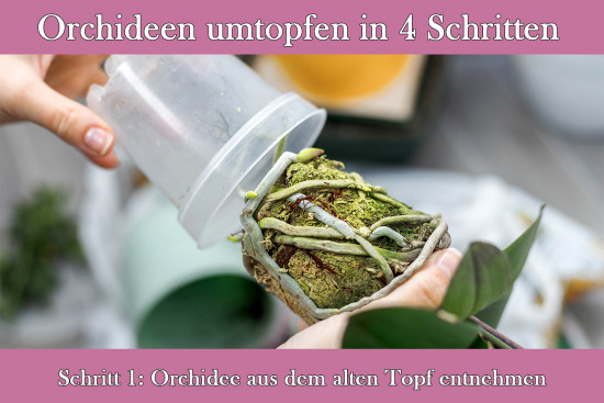 20 Stück Orchideentopf transparent, Ø 17,0 cm