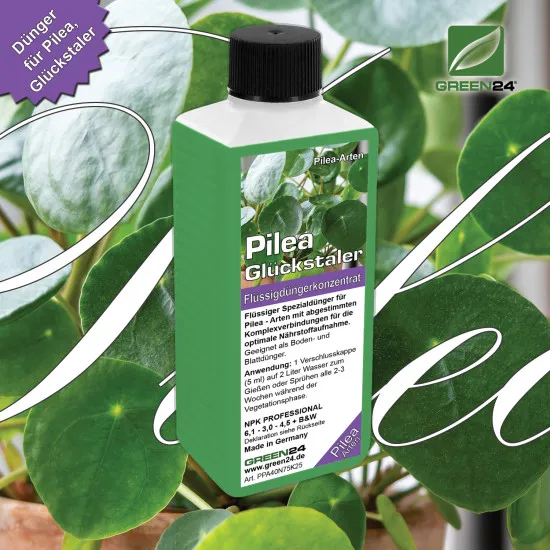 Pilea-Dünger - Pilea peperomioides Flüssigdünger - 250ml Konzentrat für glückliche, kräftige Pflanzen 250ml