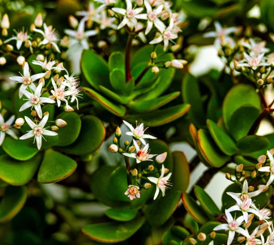 Geldbaum-Dünger, Crassula ovata Flüssigdünger für den Pfennigbaum 250 ml