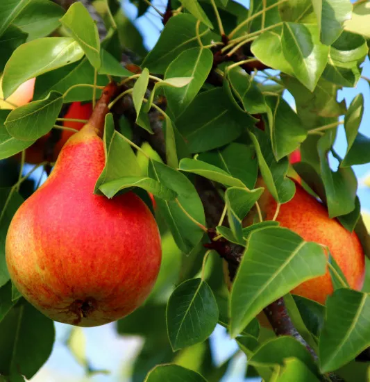 Birnbaum-Dünger, Pyrus communis NPK Flüssigdünger für robusten Wuchs und reichhaltige Ernte 250 ml