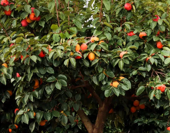 Kakibaum-Dünger - Diospyros kaki Flüssigdünger für reichhaltige Früchte 250 ml