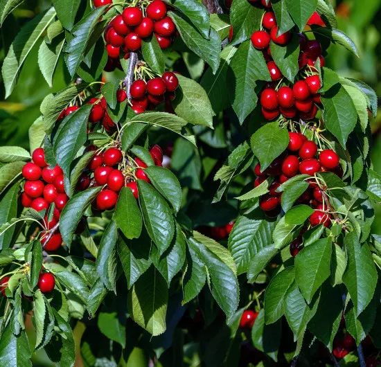 Kirschbaum-Dünger – Süß- und Sauerkirschen NPK Flüssigdünger Prunus avium und Prunus cerasus 250 ml