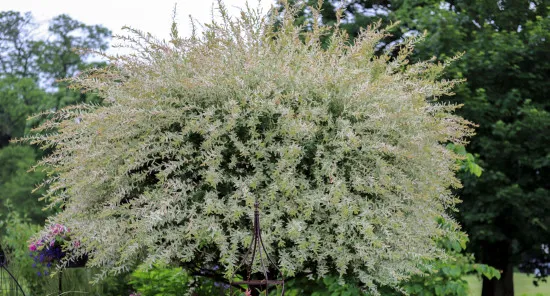 Salix caprea Pendula-Dünger – NPK Flüssigdünger für Salix integra Hakuro Nishiki Harlekinweide, Hängende Kätzchenweide 250 ml